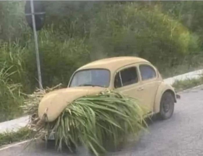 Nov evolcia - vegnske auto